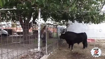 SEXO AL LADO DE UN TORO REAL Mara Lopez Leche69